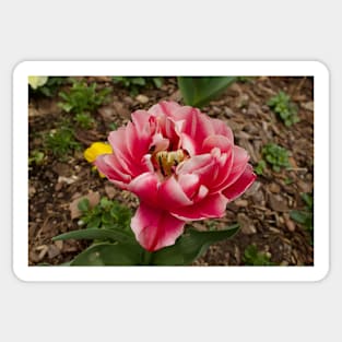 Pink Double early Tulip Sticker